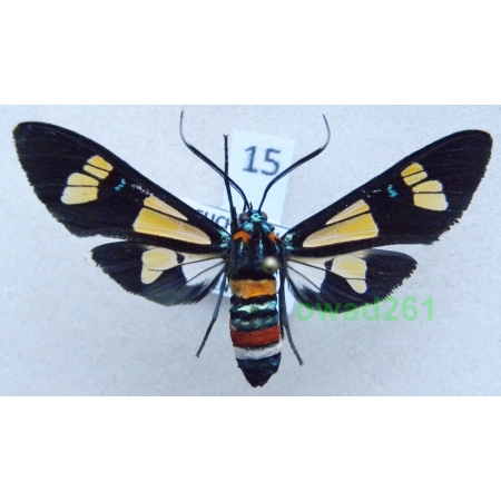 Euchromia folletii Guérin-Meneville, 1832 ex. ovo Kenya 45mm15